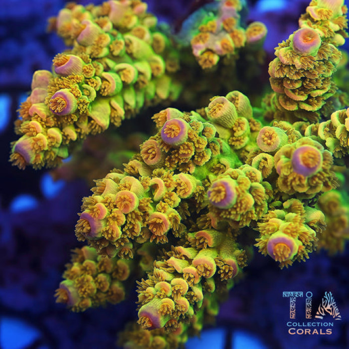 TIA Golden Coin Tenuis