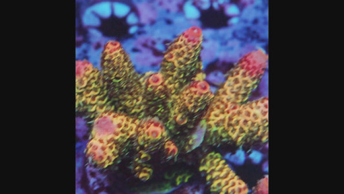 TIA Hyper Lemon Sorbet Mille (cut to order)