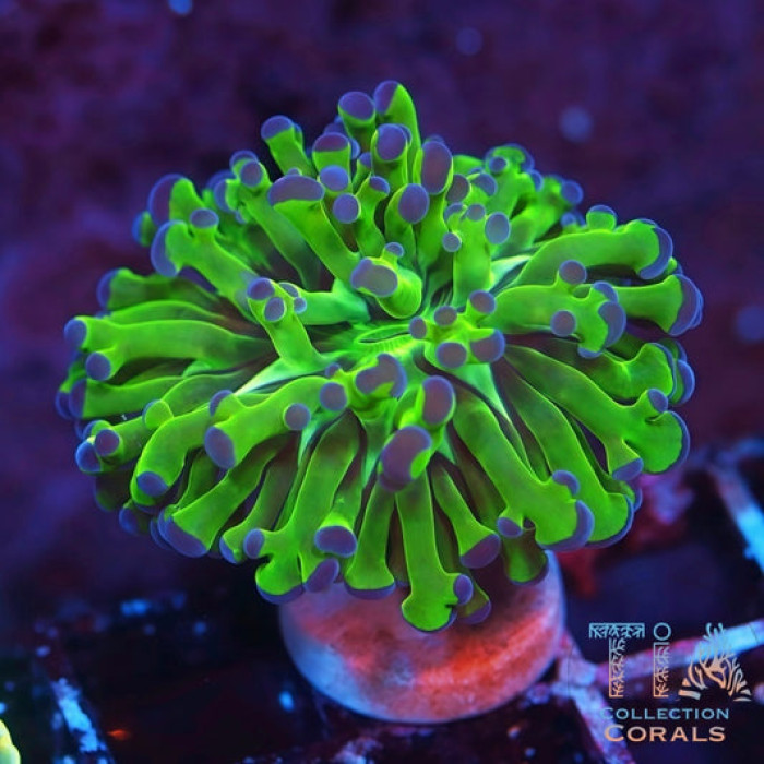 Blue Tips Frogspawn