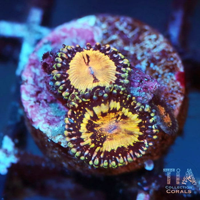 Grim Reaper Zoanthids