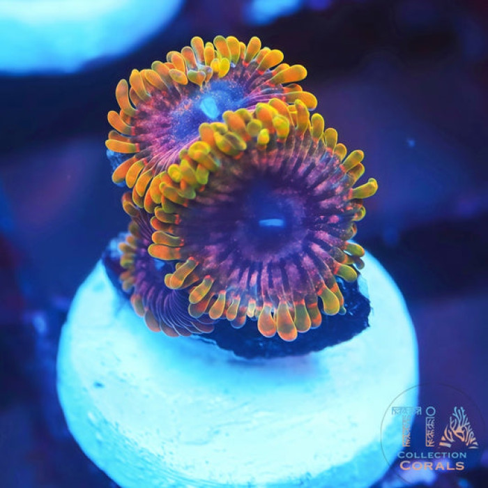 Mind Trick Zoanthids