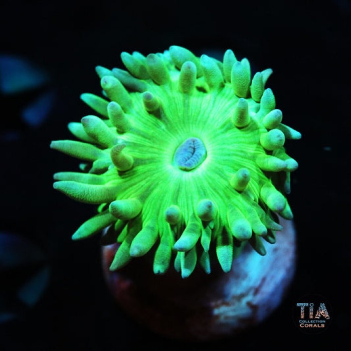 Aussie fathead duncan