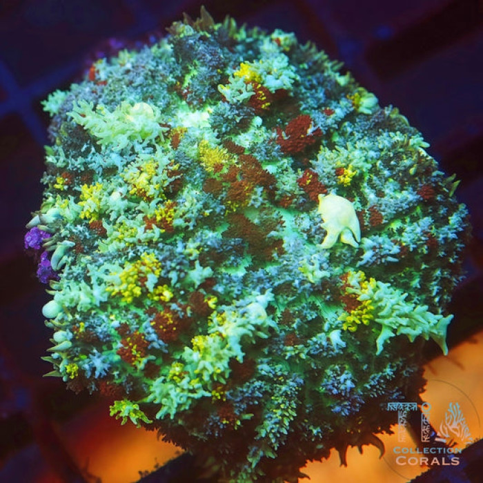 CCK Blue Ballz Bounce Mushroom