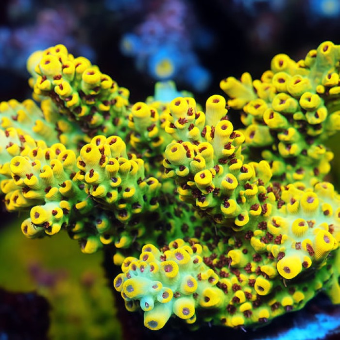 TIA Lemon Pop Acropora Colony (cut to order）