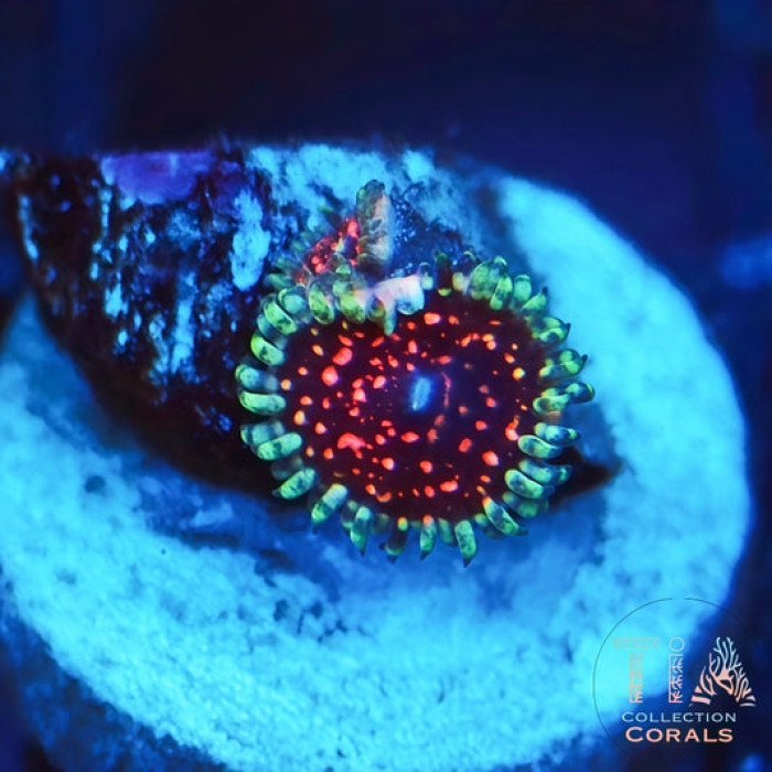 Rare Ultimate Pink Space Monster Zoanthids Frag