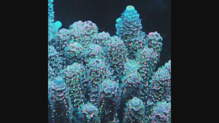 TIA Blue Whale Acropora
