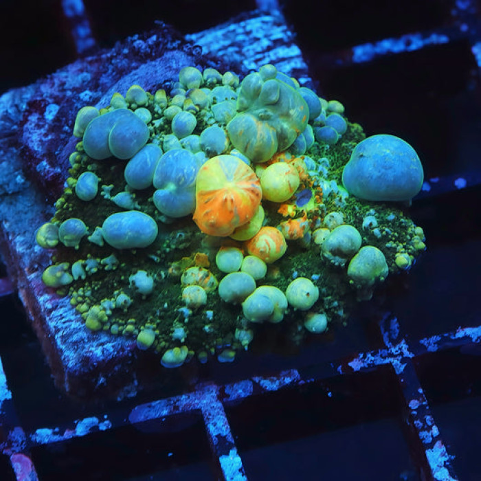 Ultra Grade Power Ball Bounce Mushroom