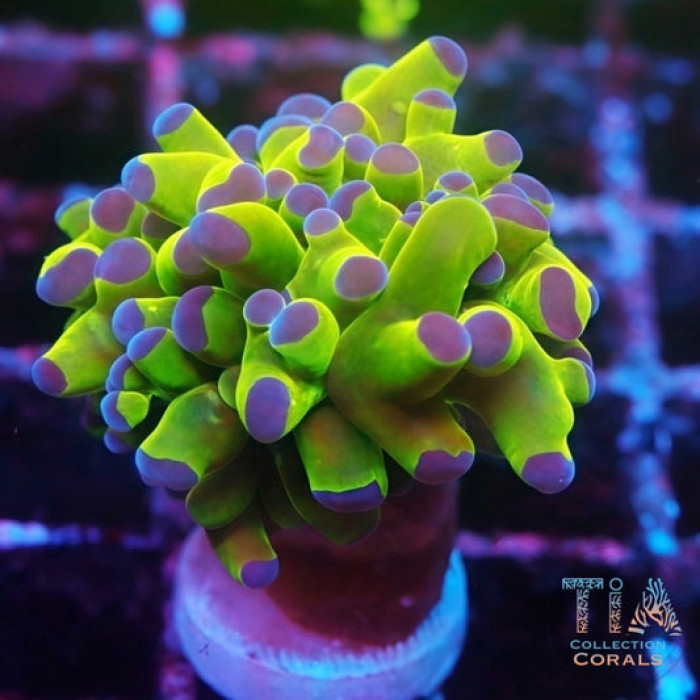 Purple Tips Frogspawn