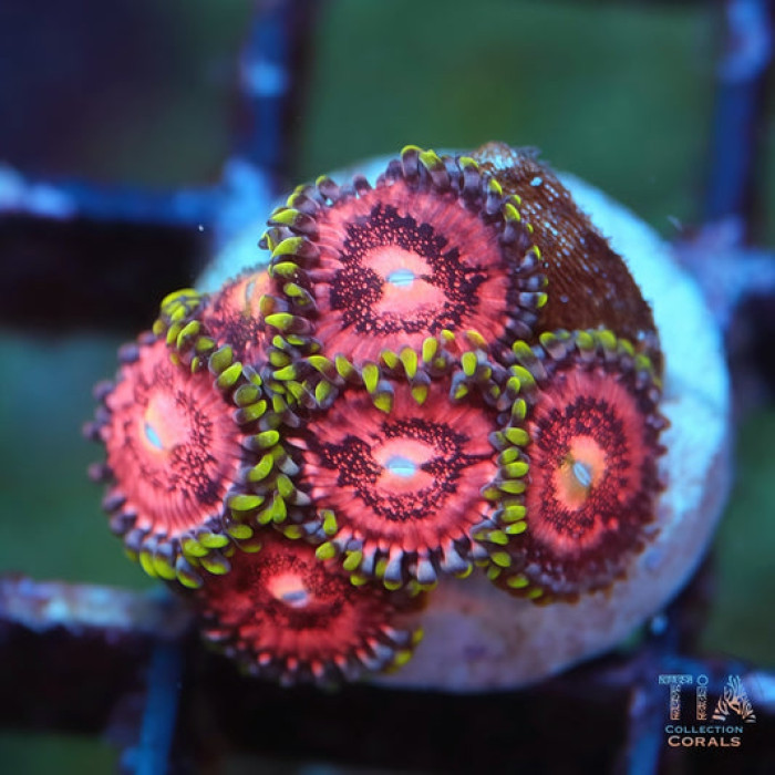 Healthy zoanthid coral with vibrant colors and extended polyps