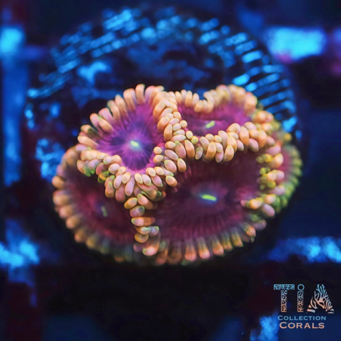 Violet Eclipse Zoanthids