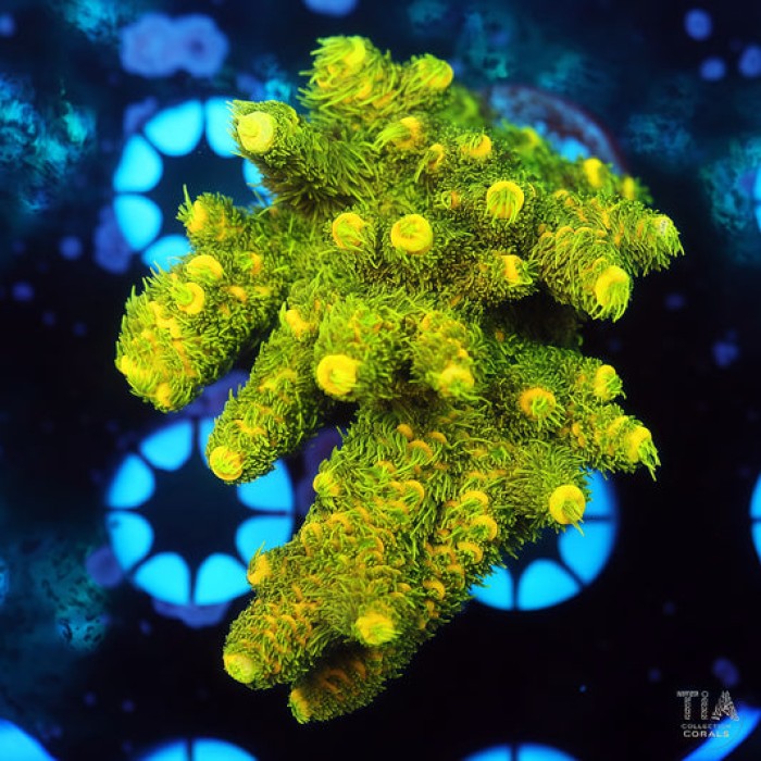 TIA Sunshine Fuzz Acropora Colony (cut to order)