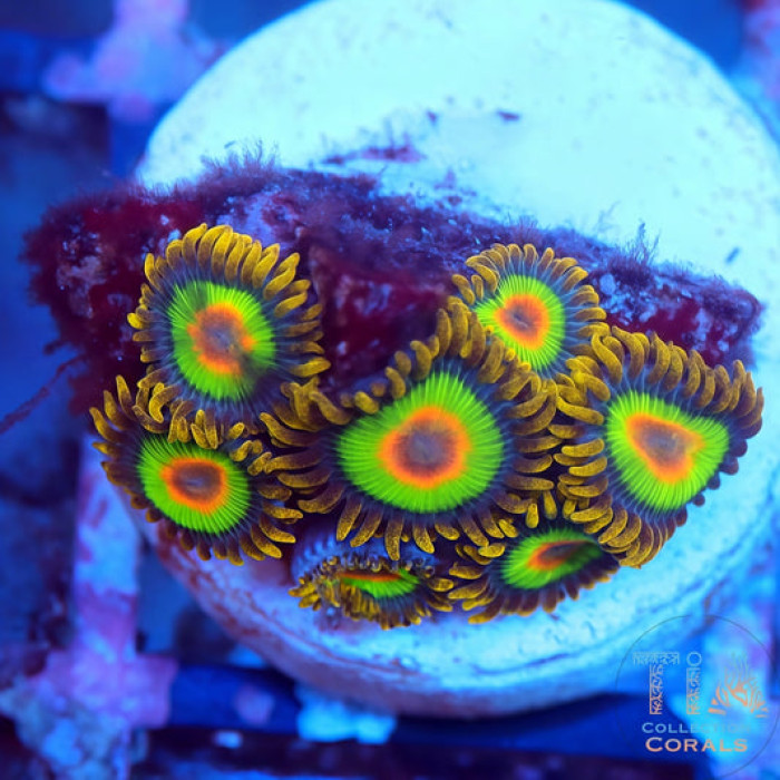 Rasta Zoanthids Frag