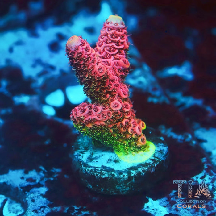 TIA Strawberry Fields Millepora