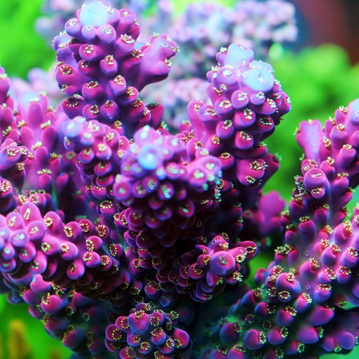 TIA Mulberry Dream Acropora Colony (cut to order)