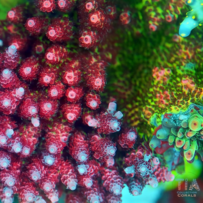 TIA Christmas Mirabilis Acropora Colony (cut to order)