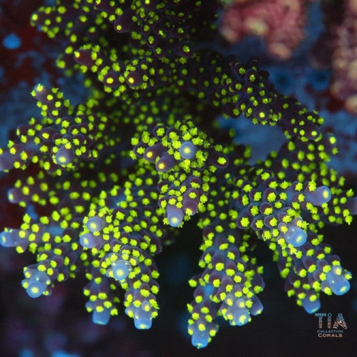 TIA Voltberry Acropora Colony (cut to order)