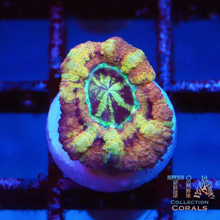 TIA Cosmic Candy Asian Acan Frag