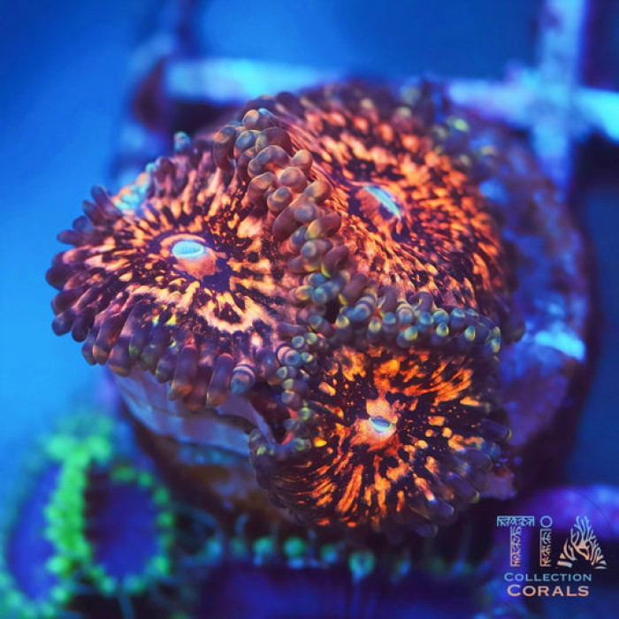Phantom Galaxy Zoanthids