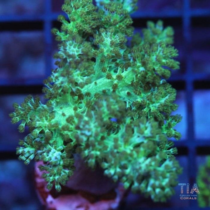 Neon green Kenya tree