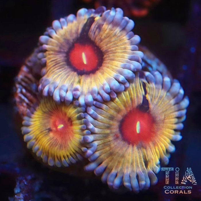TIA Demon Eye (rare) Zoanthias