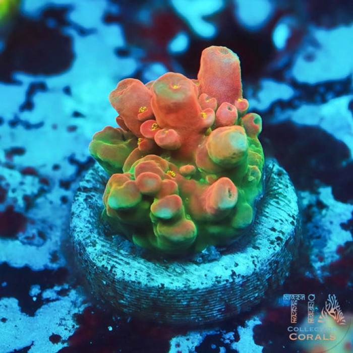 Poto Flamethrower Acropora