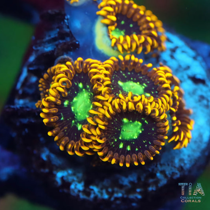TIA Nuclear Citrus Zoanthid