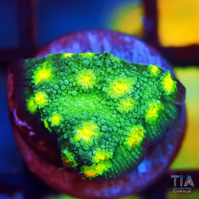 Hollywood Stunner Chalice