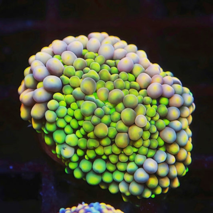 Mixed Color Florida Ricordea