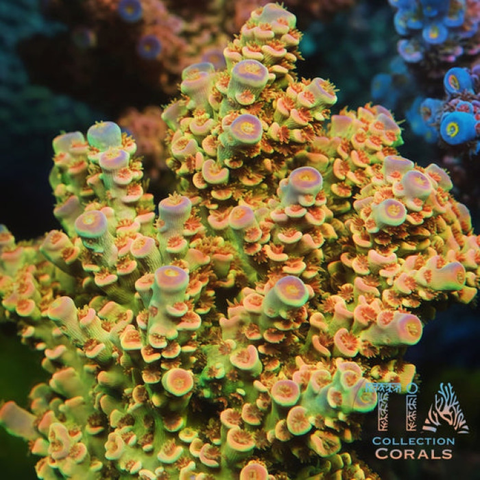 TIA Midas Touch Tenius Colony (cut to order)