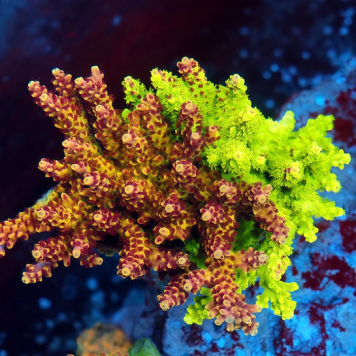 TIA Jekyll and Hyde *Grafted* Acropora Colony (cut to order)