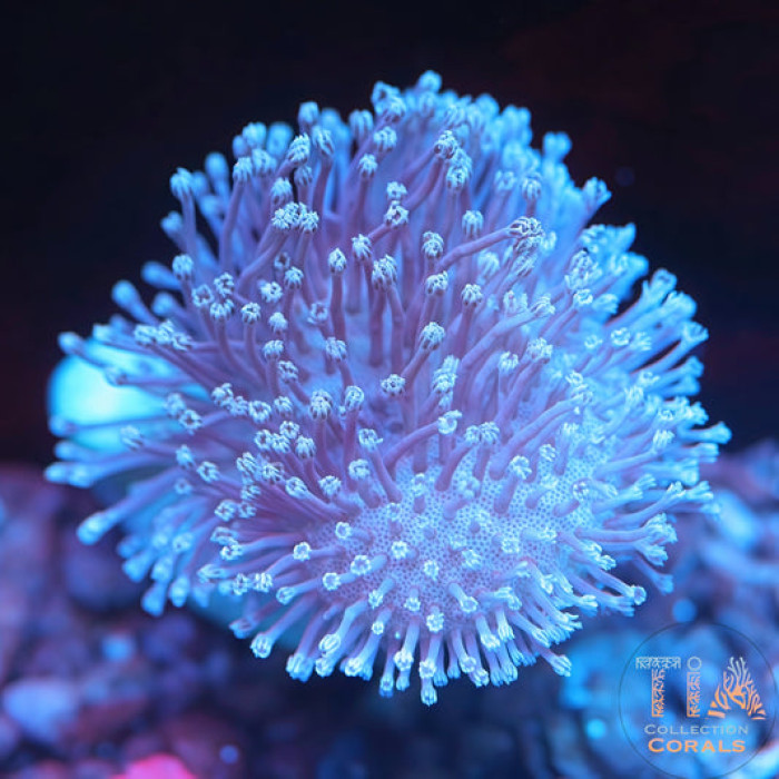 Japanese White Willow Toadstool