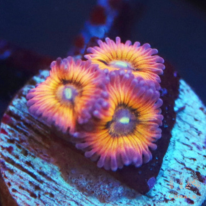 TIA Daydream Zoanthids Frag