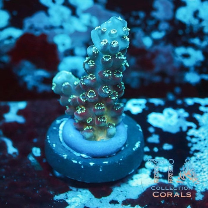 TIA Grape Juice Acropora Frag
