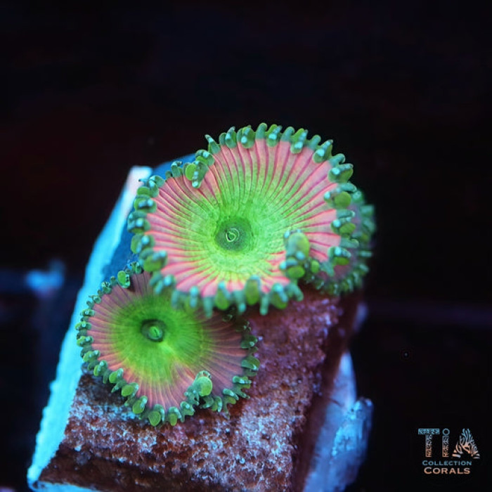 Beauty and the Beast Paly