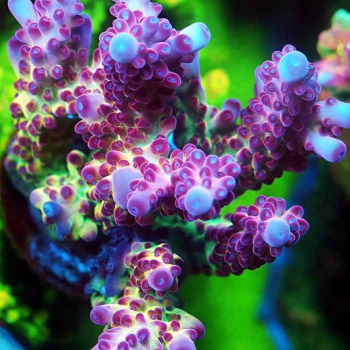 TIA Peony Prism Acropora Colony (cut to order)
