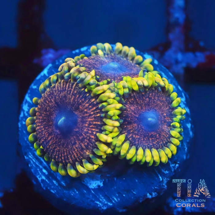 AWOL Zoanthids