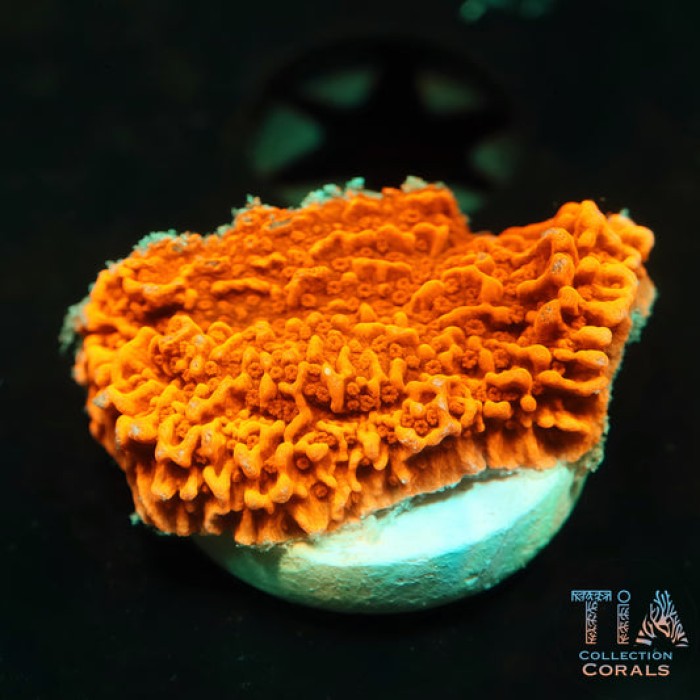 Red Plating Montipora Frag