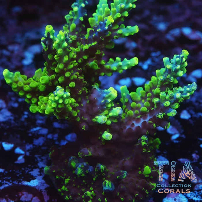UW Oompa Loompa Splice Acropora Colony (cut to order)