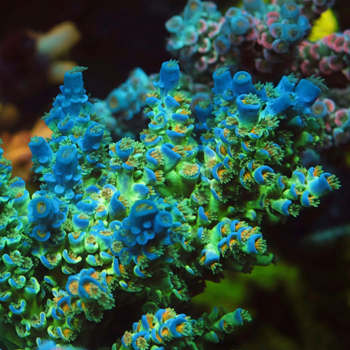 TIA Ice Breaker Acropora Striata Colony (cut to order)
