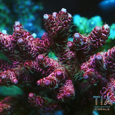 TIA Signature Cyberpunk Millepora Colony (cut to order)