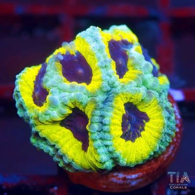 People Eater Favia