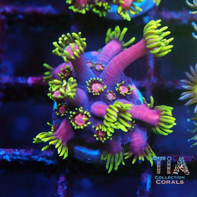 TSA Strawberries on Fire Goniopora