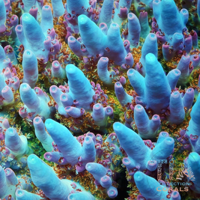 TIA Ivory Spires Acropora (cut to order)