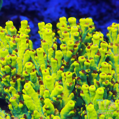 TIA Signature Yellow Fever Speciosa Colony (cut to order)