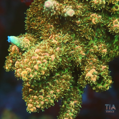 TIA Solar Crown Acropora Colony (cut to order)