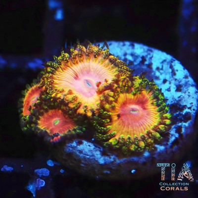Kamikaze Zoanthids