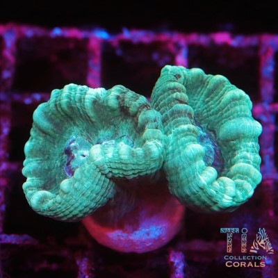 Pluffy Mint Candy Cane