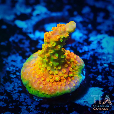 TGC Orange Creamsicle Acropora