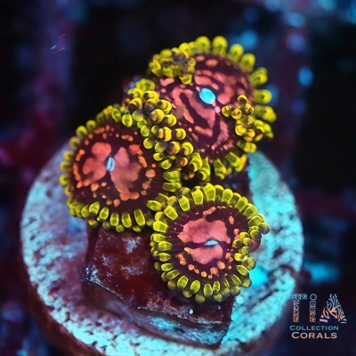 WWC Purple Monster Zoanthids Frag