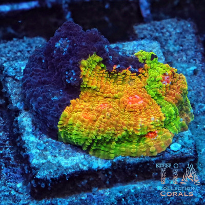 Crayola Meltdown Chalice Colony (cut to order)